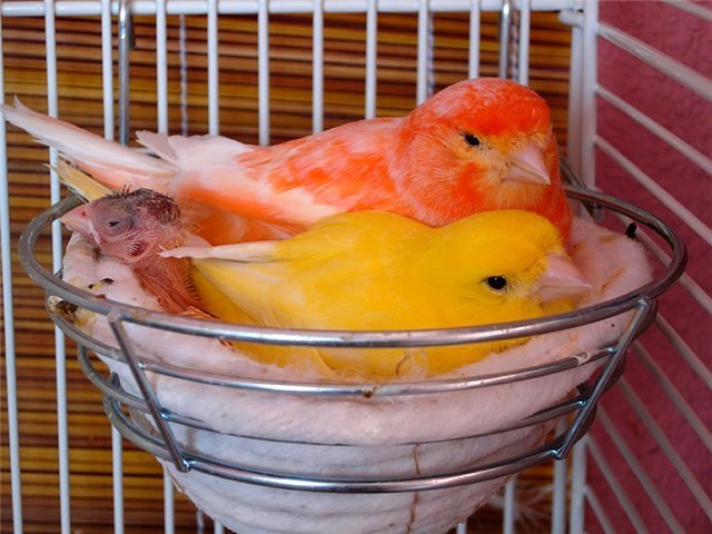 Содержание канареек и уход за ними в Нижней Туре