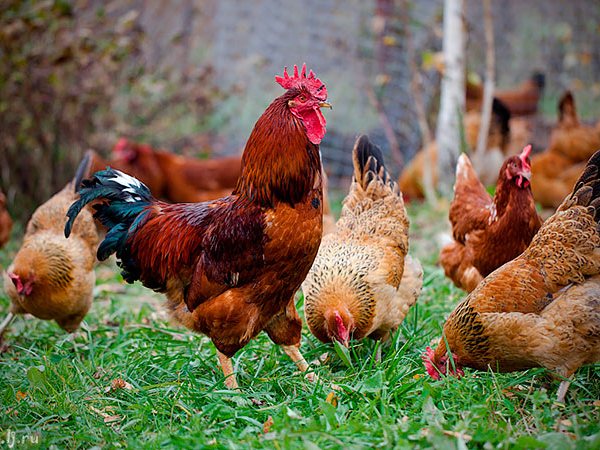 Породы куриц | ЗооТом - продажа, вязка и услуги для животных в Нижней Туре