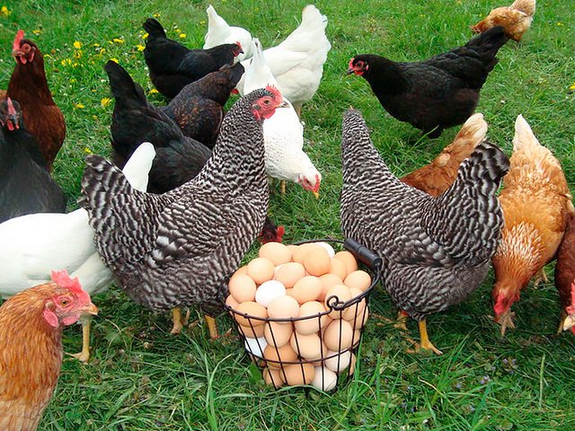 Содержание кур и уход за ними | ЗооТом - продажа, вязка и услуги для животных в Нижней Туре