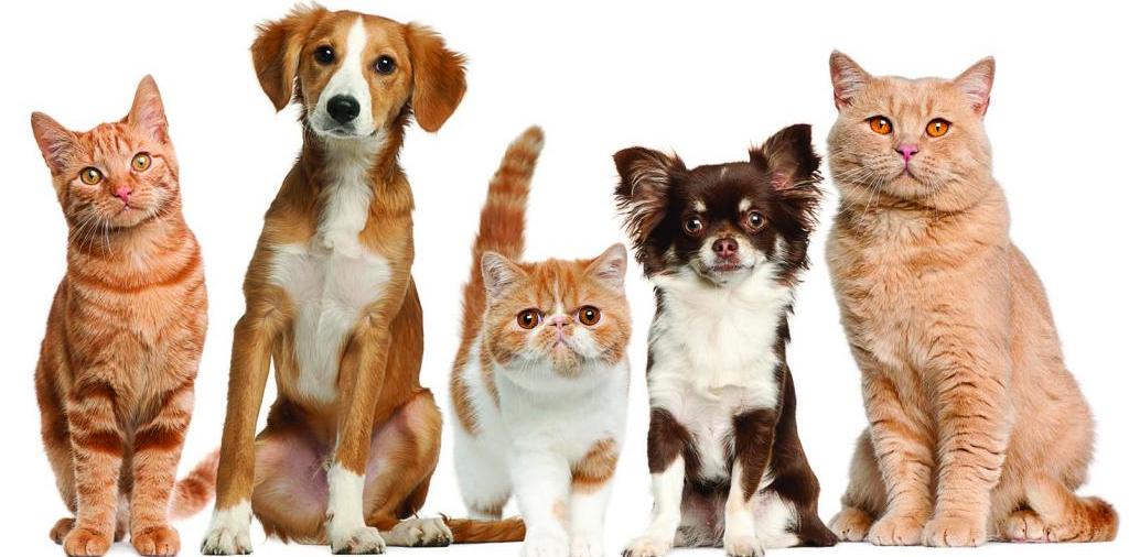 Доска объявлений о животных | ЗооТом - продажа, вязка и услуги для животных в Нижней Туре