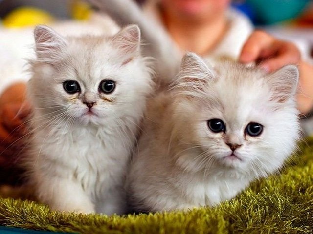 Породы кошек в Нижней Туре | ЗооТом портал о животных