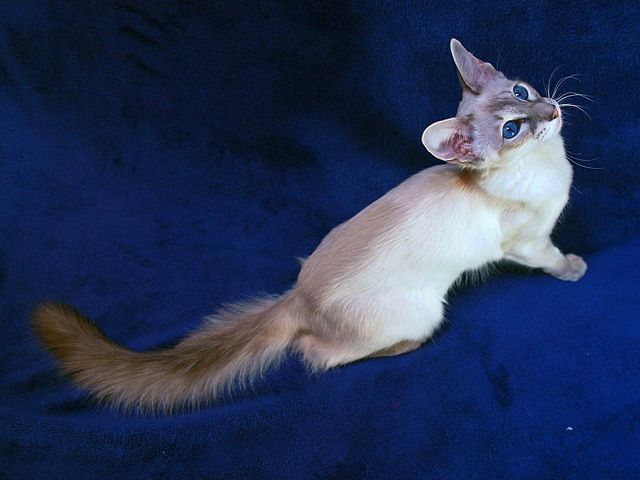 Выведенные породы кошек в Нижней Туре | ЗооТом портал о животных