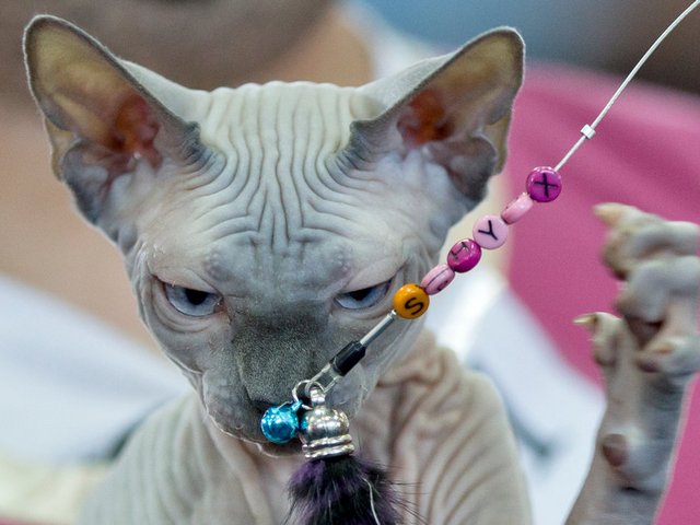 Выставки кошек в Нижней Туре | ЗооТом портал о животных
