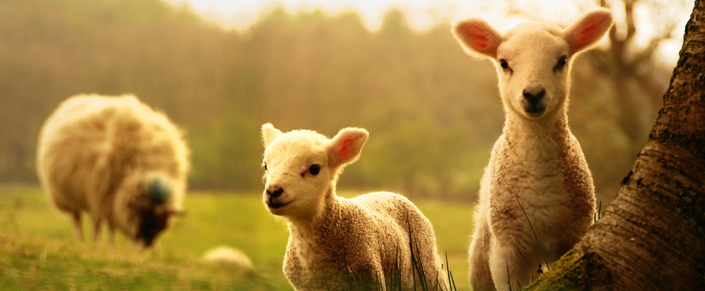 Объявления о сельскохозяйственных животных | ЗооТом - продажа, вязка и услуги для животных в Нижней Туре