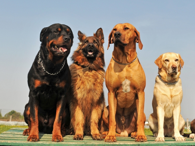Крупные породы собак в Нижней Туре | ЗооТом портал о животных