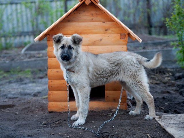 Все о собаках в Нижней Туре Все о собаках в Нижней Туре